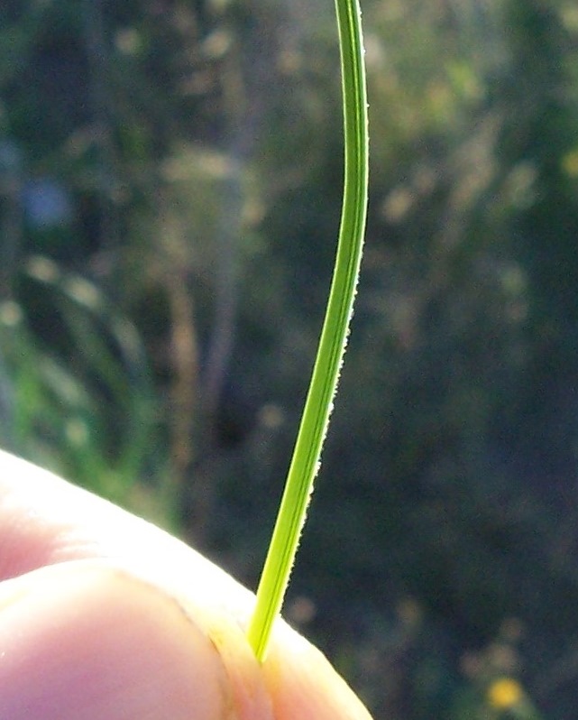 Crocus thomasii / Zafferano di Thomas